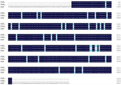 A modification of nested PCR method for detection of Enterocytozoon hepatopenaei (EHP) in giant freshwater prawn Macrobrachium rosenbergii